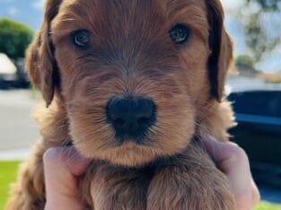 Goldendoodles