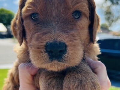 Goldendoodles