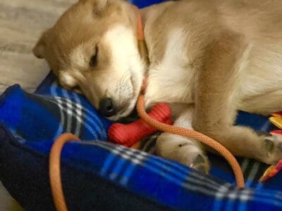 Sweet Puppy needs a home.