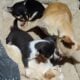Mason – NE Oklahoma – Blue Female
