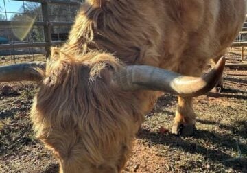 Highland Bull For Sale
