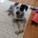Blue Heeler Puppies