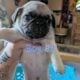 Pugs!