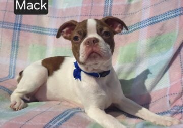 $500 THIS WEEKEND ONLY “Mack”