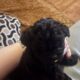 Yorkie Tzu pups 7weeks