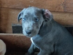 Daniff puppy’s 4sale