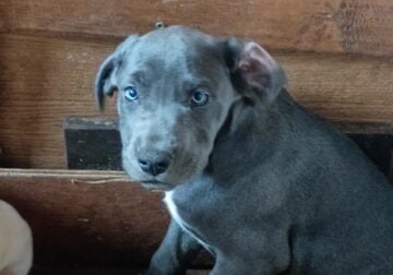 Daniff puppy’s 4sale