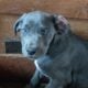 Daniff puppy’s 4sale