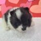 Purebred Pomeranian puppies