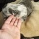 Blue merle fluffy French bulldog puppy