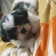 Imperial shih Tzu