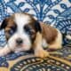 Adorable Shih Tzu Puppies