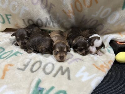 Dachshund