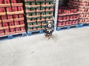 Service dog in training, willow,puppy