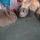 Bunnies