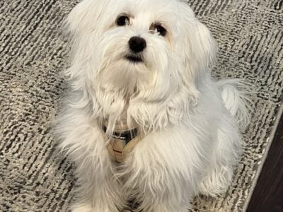 9 month old MaltiPoo (Male)