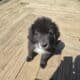 Tibetan Mastiff Puppies