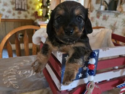 Mini dachshunds