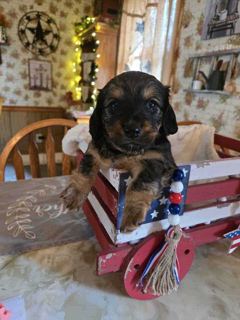 Mini Dachshunds PetClassifieds Com 100736 1000001832 Scaled