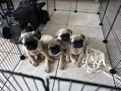 Puppies for sale