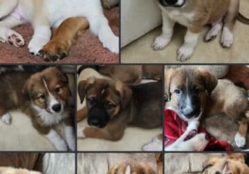 8 Antalonia & German Shepherd Mix