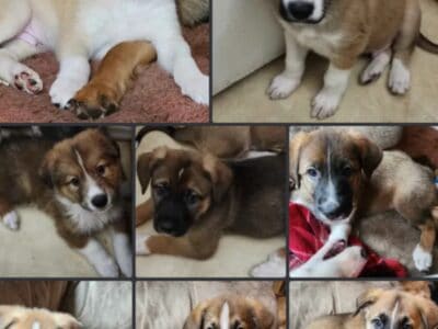 8 Antalonia & German Shepherd Mix