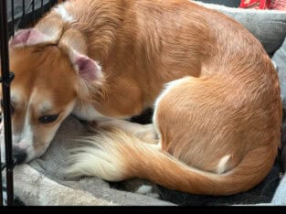 Urgent Rehoming