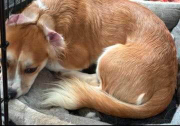 Urgent Rehoming