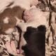 American Bully XL mix