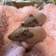 Skinny Pigs