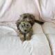 AKC Havanese puppies
