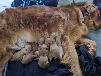 Red golden retriever puppies