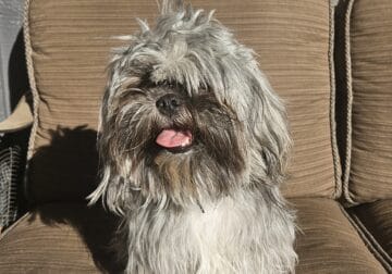 Beautiful Brindle SHIH TZU Female