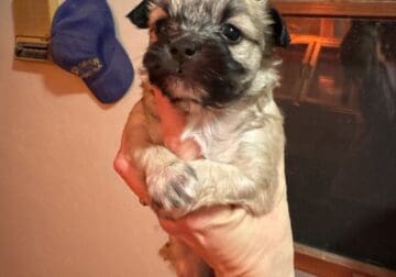 YorkiePoo pup