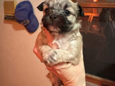 YorkiePoo pup