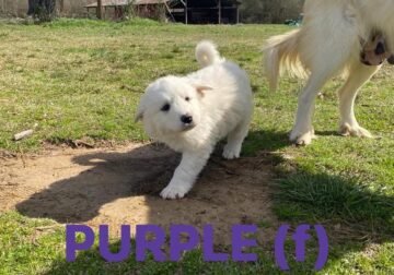 Beautiful Great Pyrenees Puppies