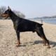 Shadow stunning black melanistic (solid black)