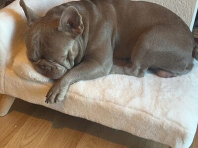 Isabella male french bulldog