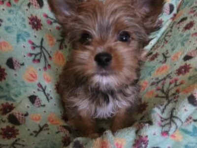 Yorkshire terrier males