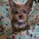 Yorkshire terrier males