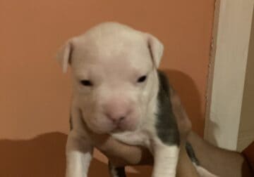 Female pit bull puppy