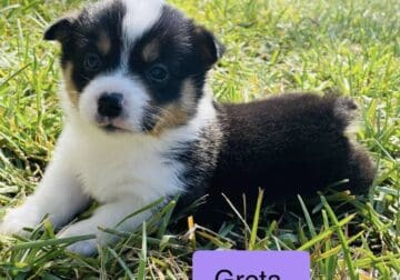 Pembroke Welsh Corgis