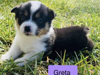 Pembroke Welsh Corgis