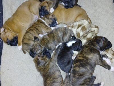 Boxer Puppies