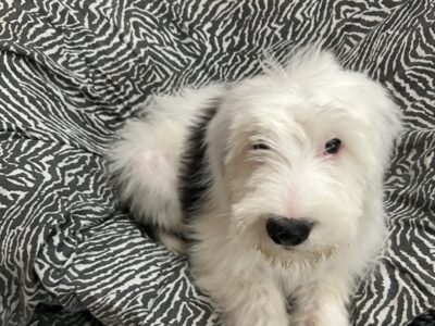 Old English sheepdog puppies