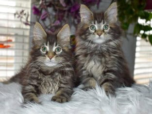 Maine coon