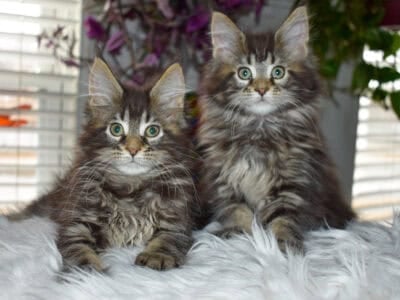 Maine coon