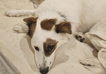 Adorable Mixed Breed 2 year Old Male