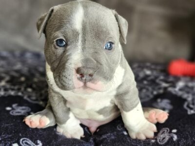 Bully Puppies