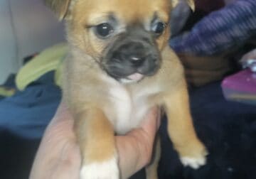 Puppies for sale